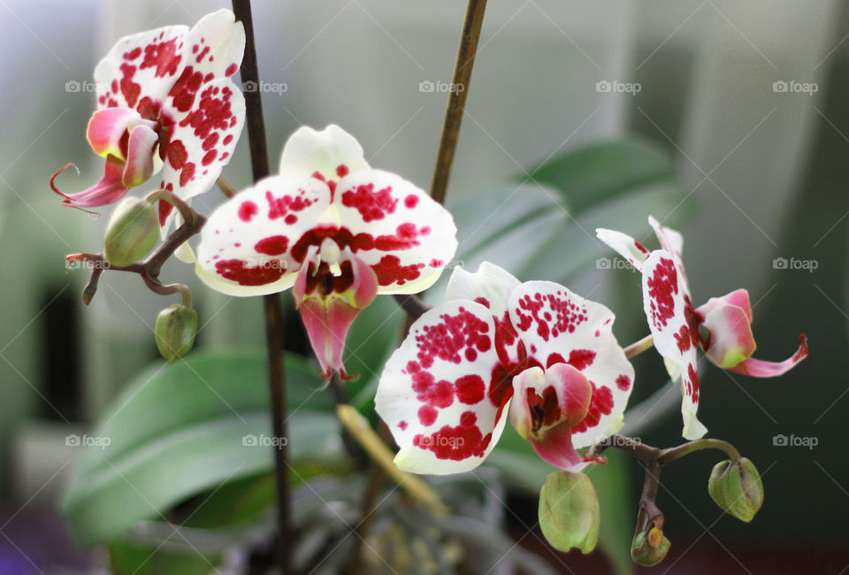 Orchid flowers, home garden 3