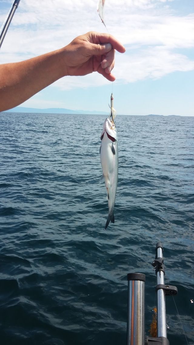 A catch and release kind of day as he is too small to be dinner in the Georgia Straight, British Columbia 