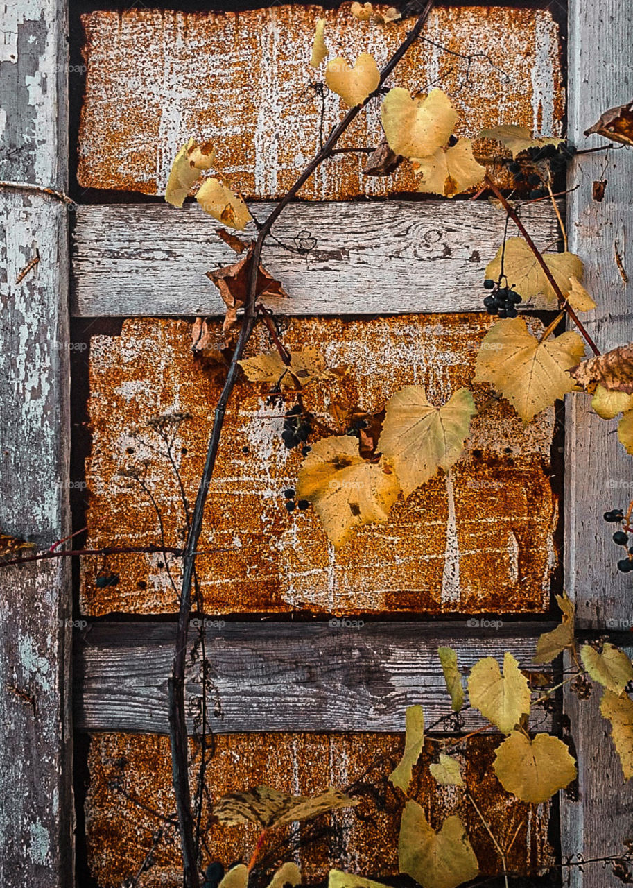 wooden door and leaves of grapes