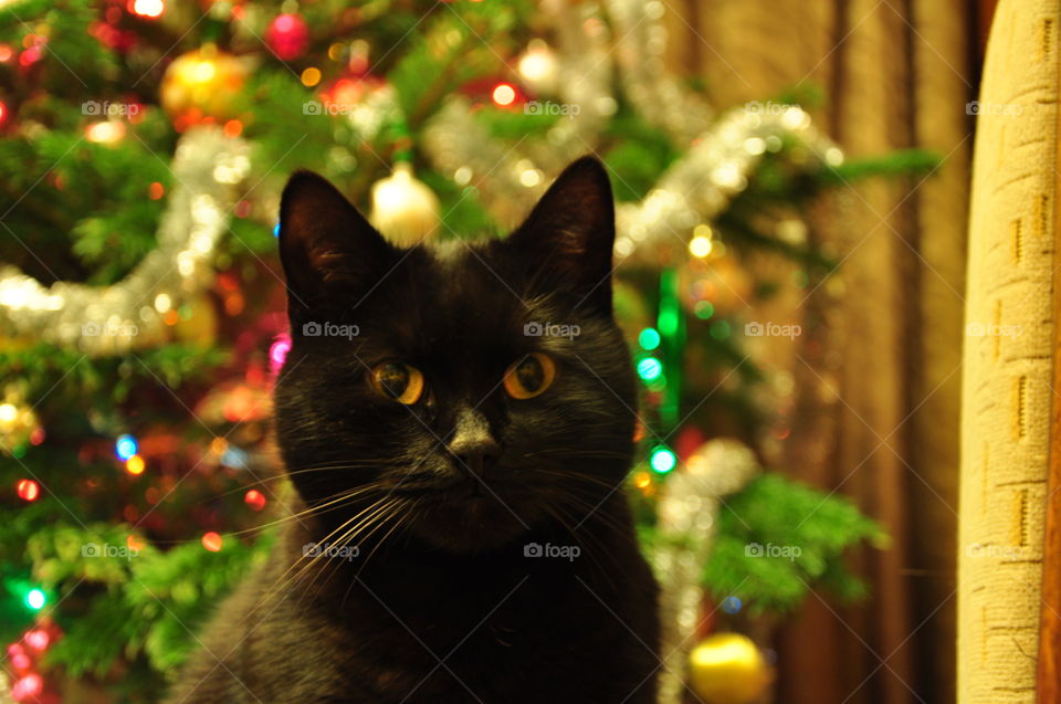 black cat sitting in front of decorated Christmas tree closeup