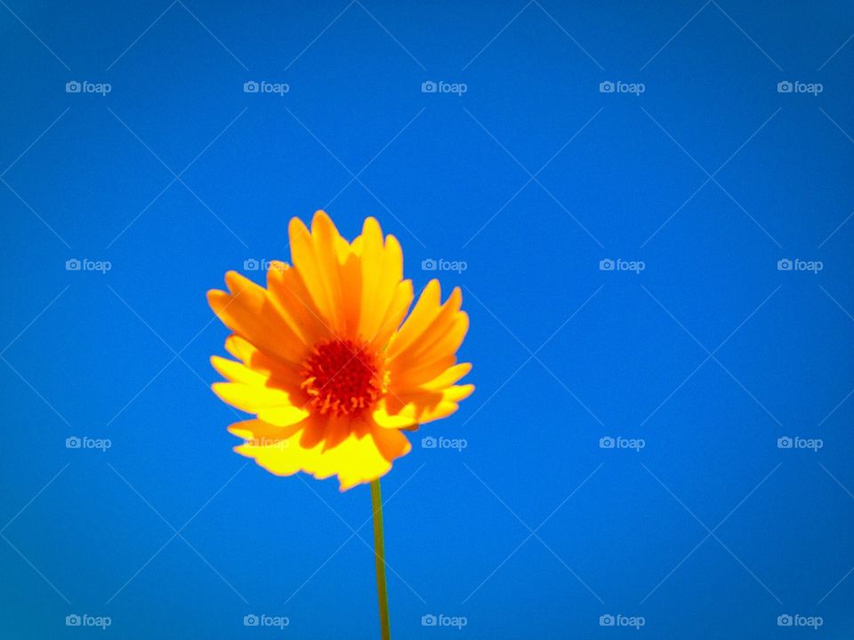 Yellow flower blue sky