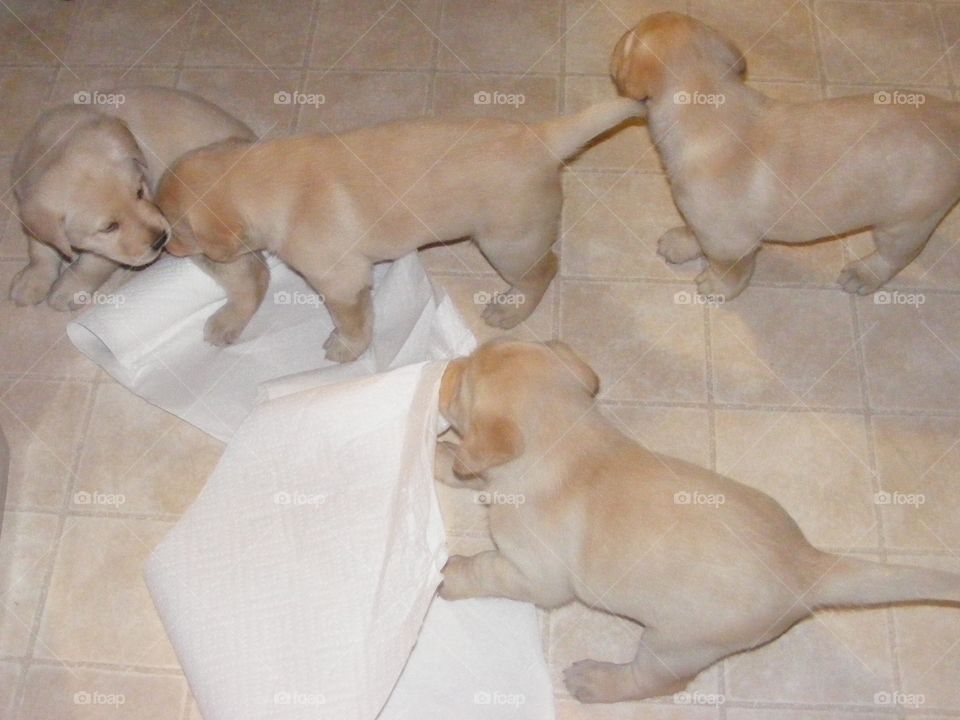 4 yellow puppies playing with paper towels 