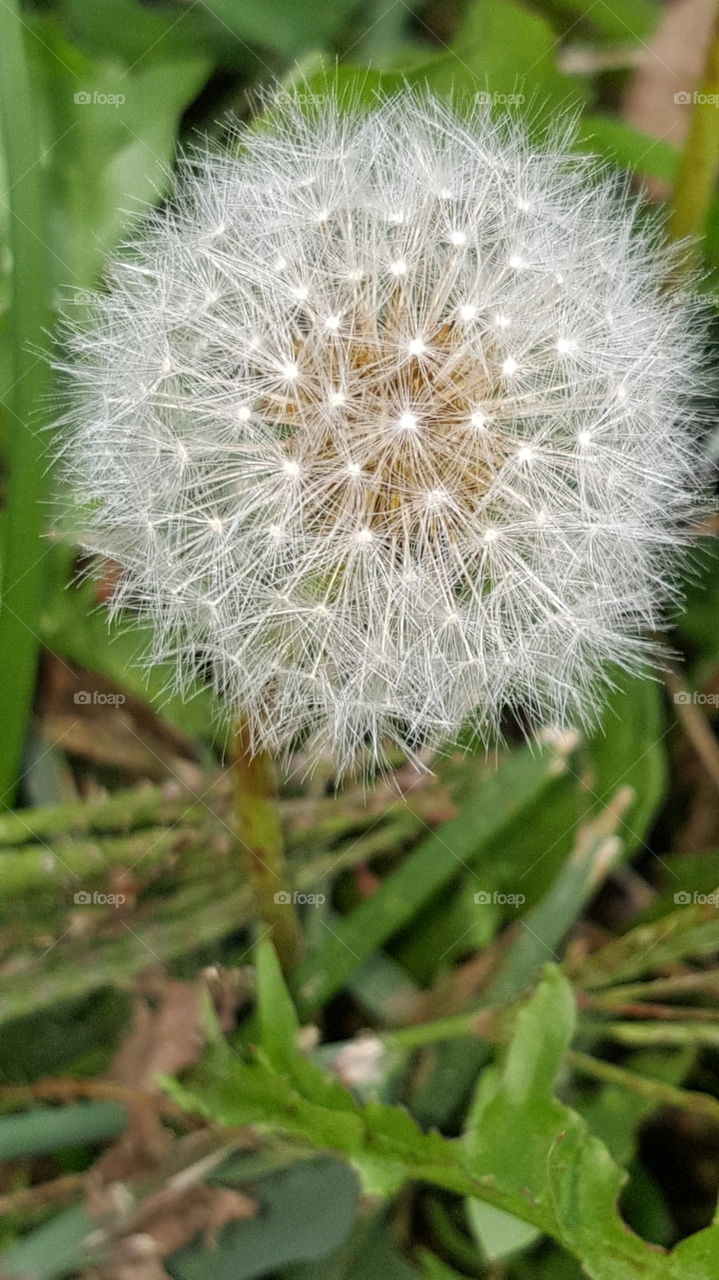 Fluffy white parachute