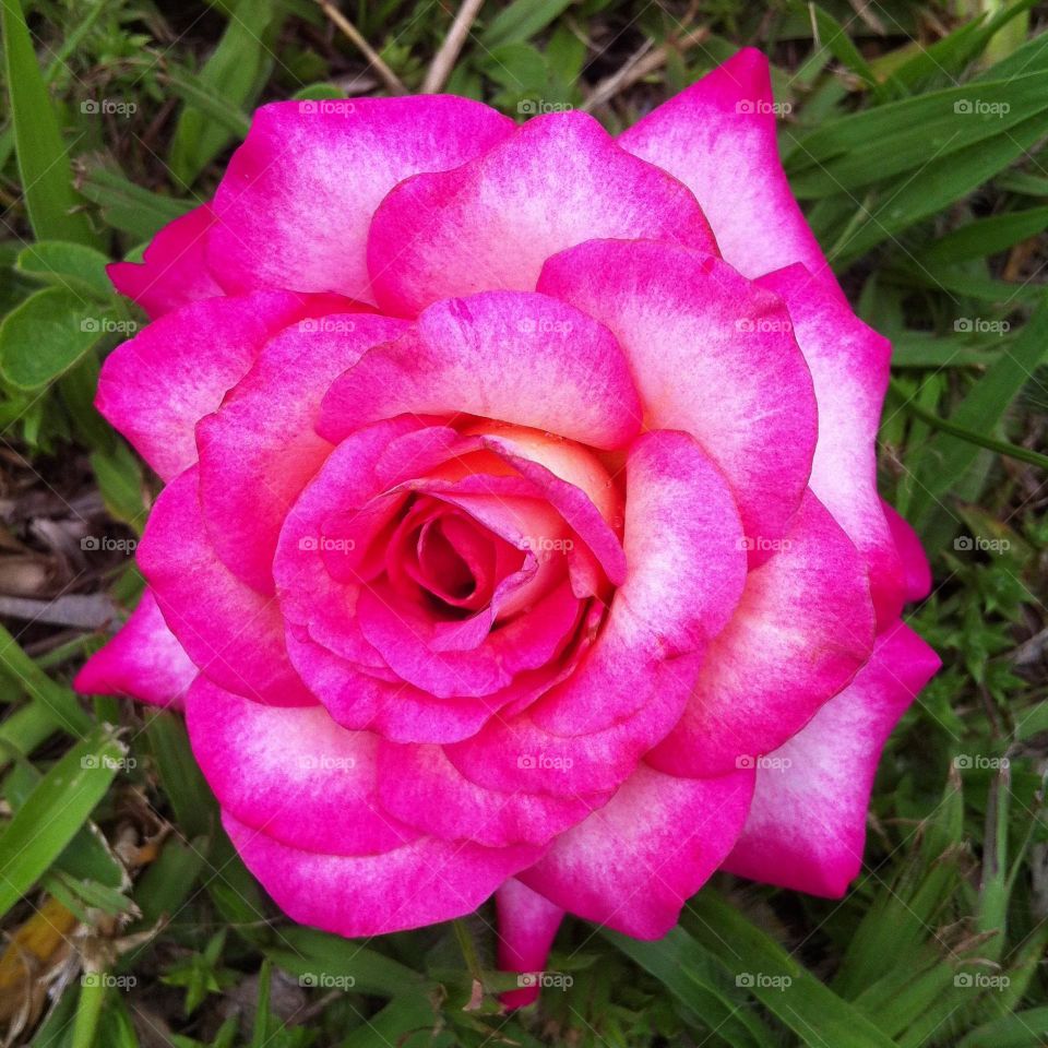 🌹 🇺🇸 Very beautiful flowers to brighten our day.  Live nature and its beauty. Did you like the delicate petals? / 🇧🇷 Flores muito bonitas para alegrar nosso dia. Viva a natureza e sua beleza. Gostaram das pétalas delicadas? 