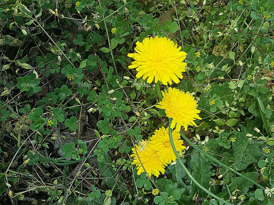 Yellow Flower / Weed