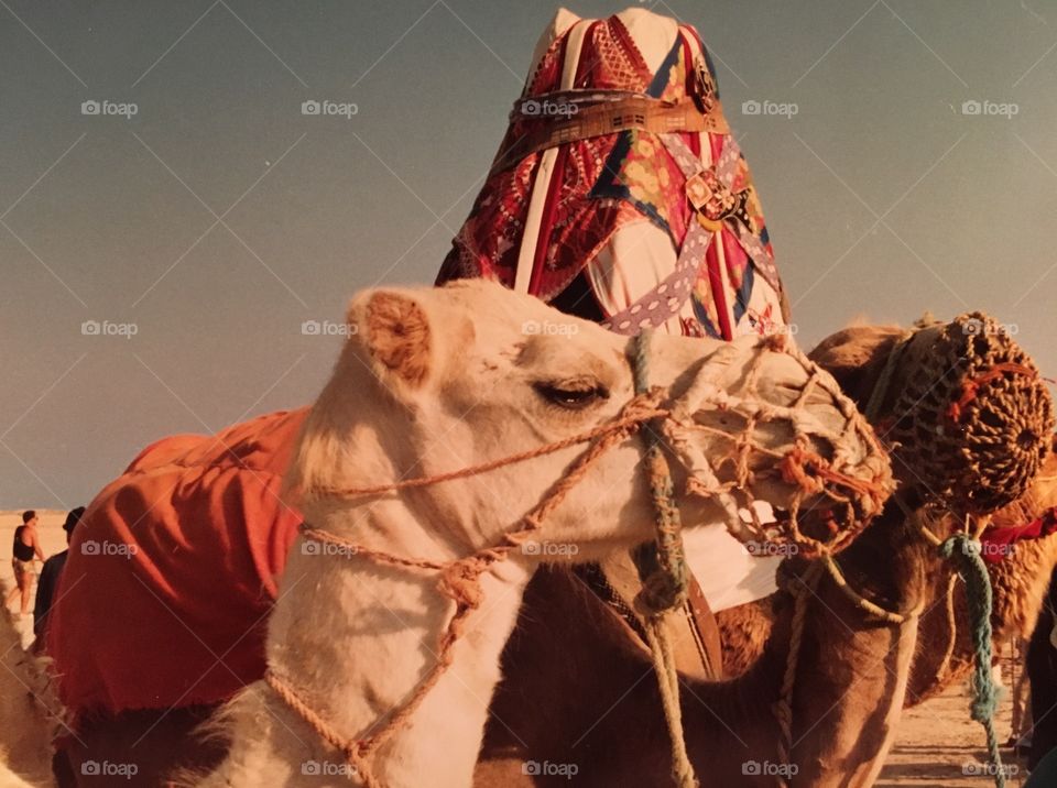 Two camels in Tunisia