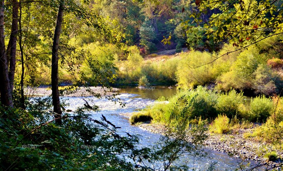 Stream flowing through forest