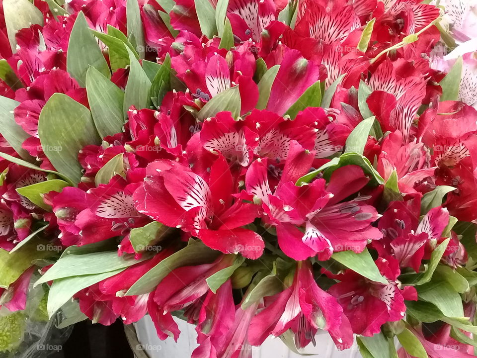 the nuture,no filters