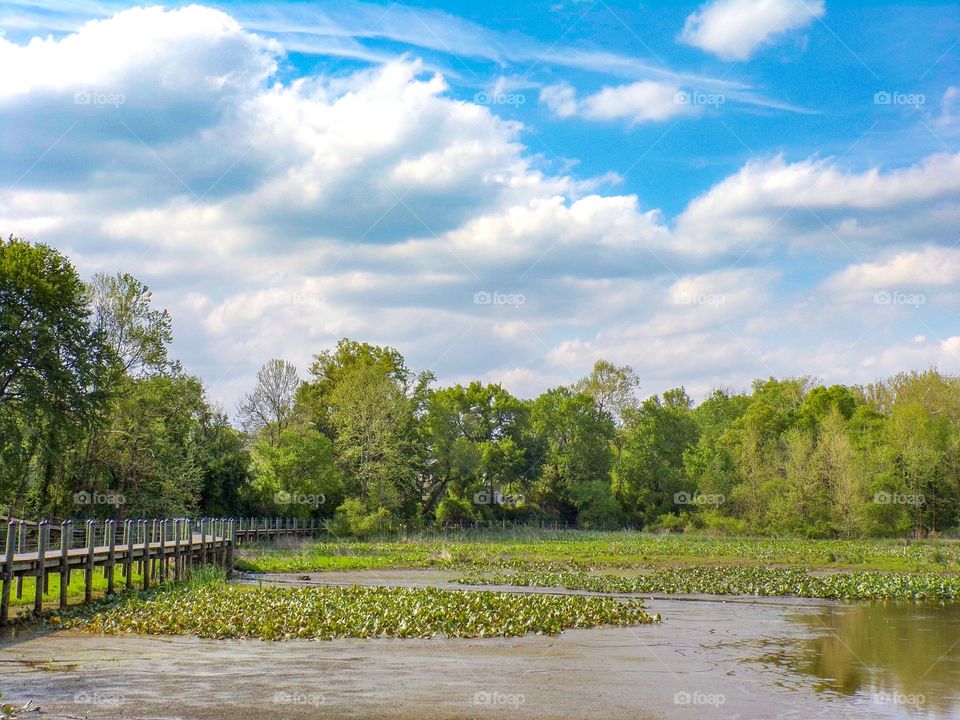 Green pond with clouds and blue sky