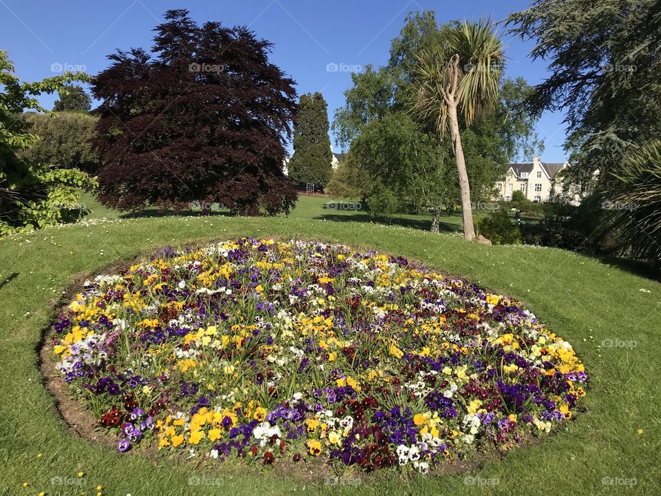 Park floral displays always look at their very best, when captured with unbroken sunshine.