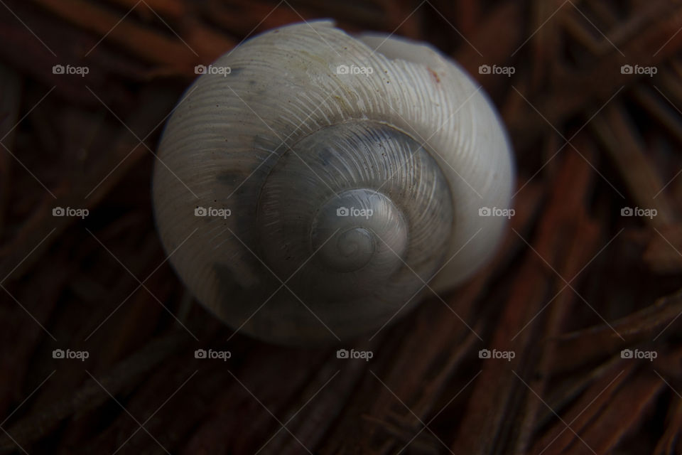 Empty Snail Shell