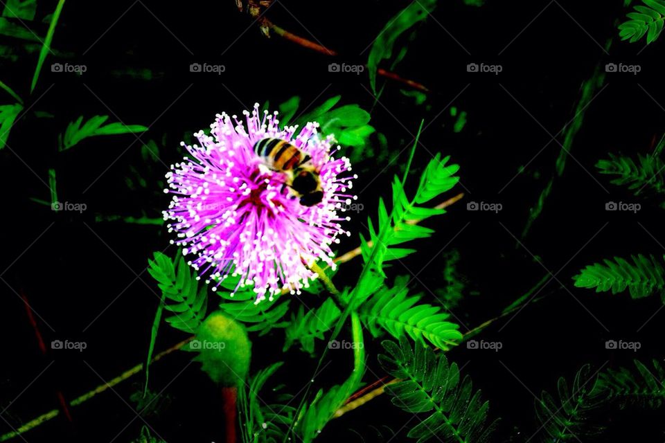 Sunshine mimosa and bee