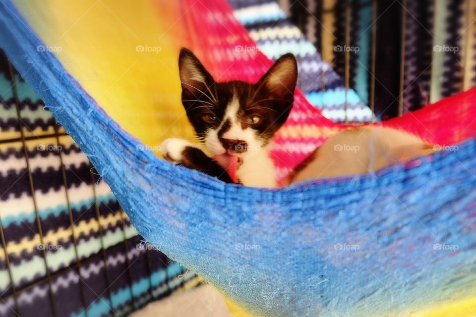 Buchi, grooming in hammock!