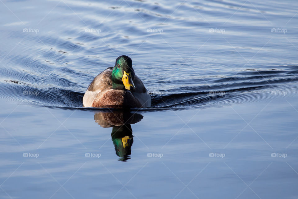 Mallard duck swimming reflection - and reflektion simmar spegelblank sjö 
