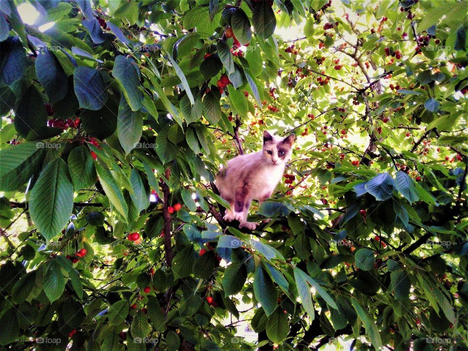 Cat on cherry tree