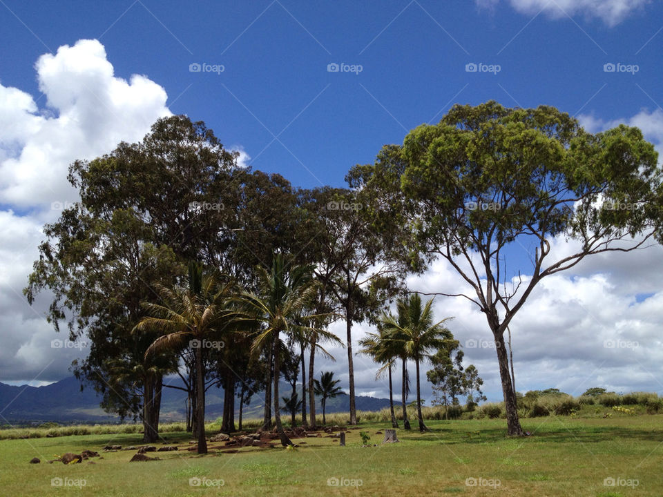 sky tree trees vacation by tshfkym