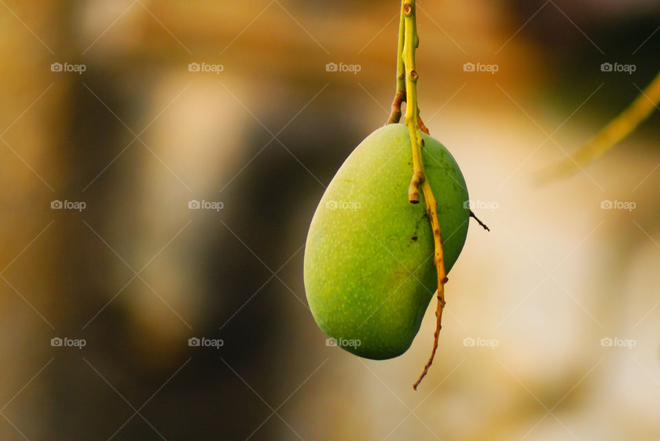 Mango on a tree
