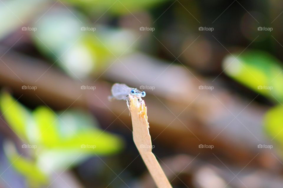 Blue dragonfly