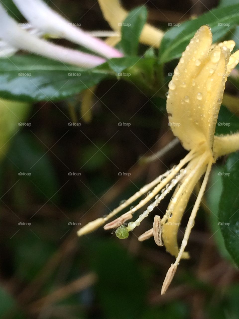 October honeysuckle 