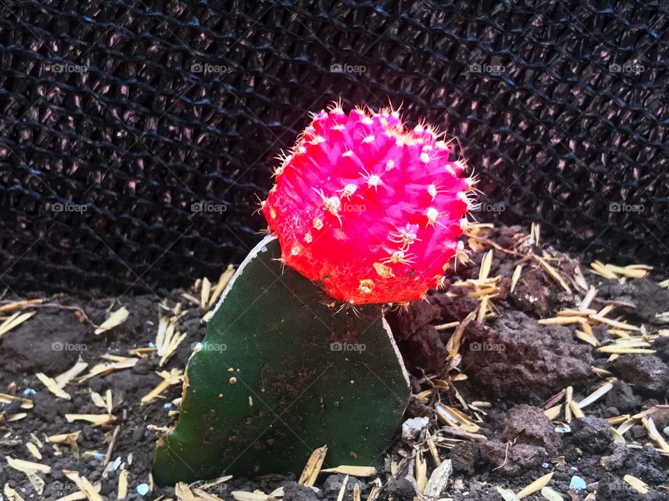 Cactus in bloom