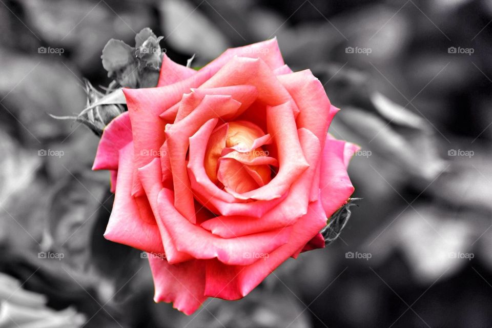 Macro shot of a rose