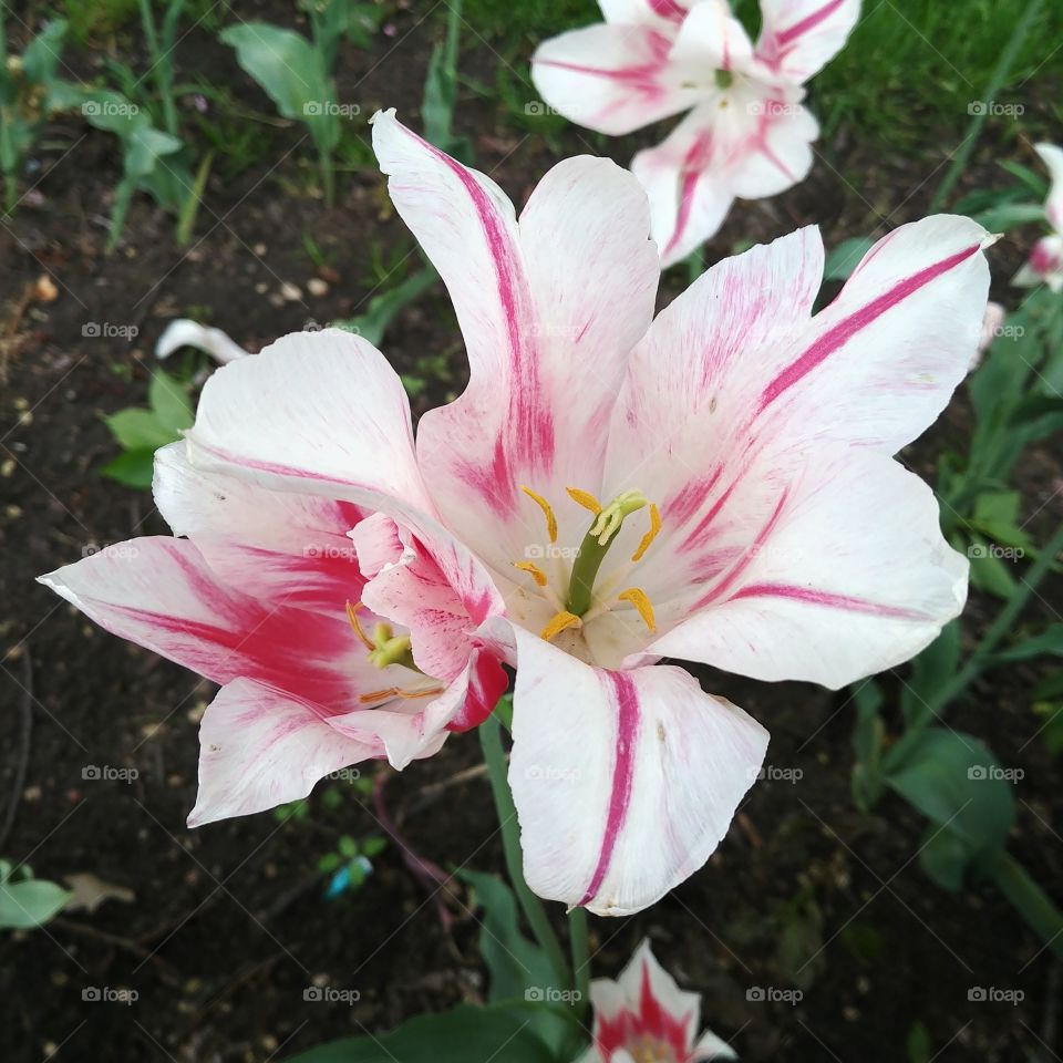 Pink Striped White Tulips