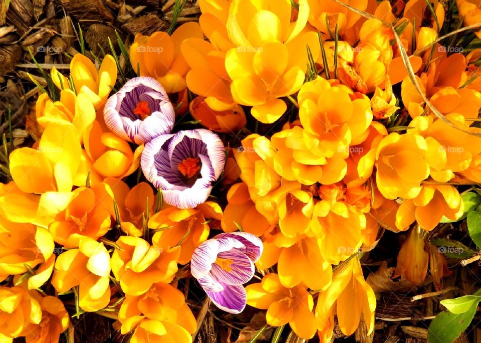 High angle view of bright flowers