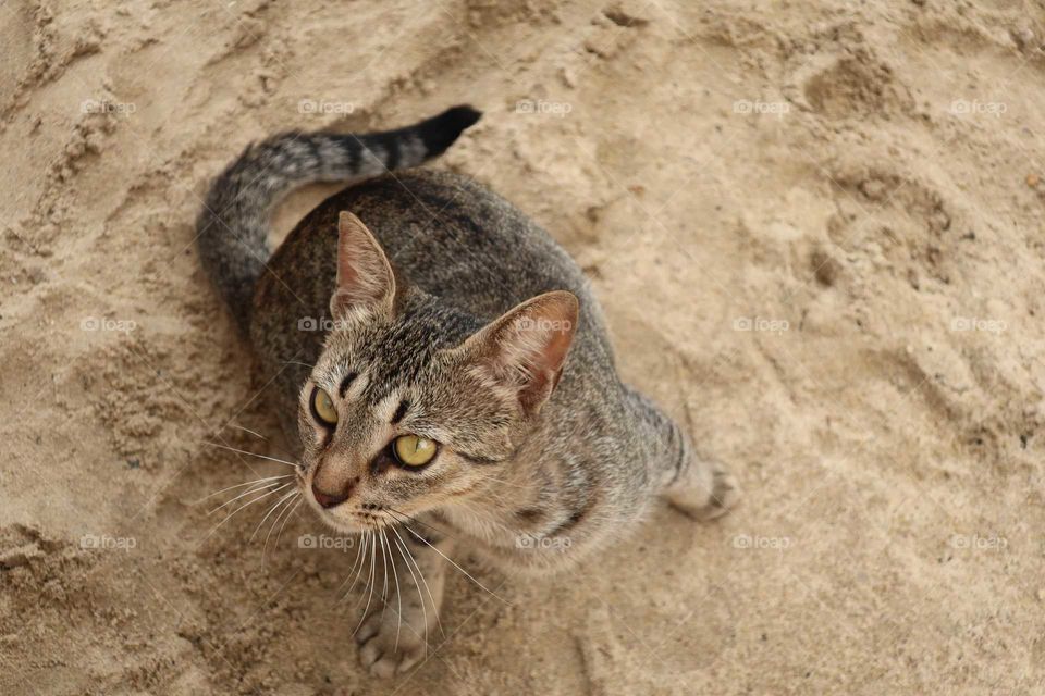 wild beach cat