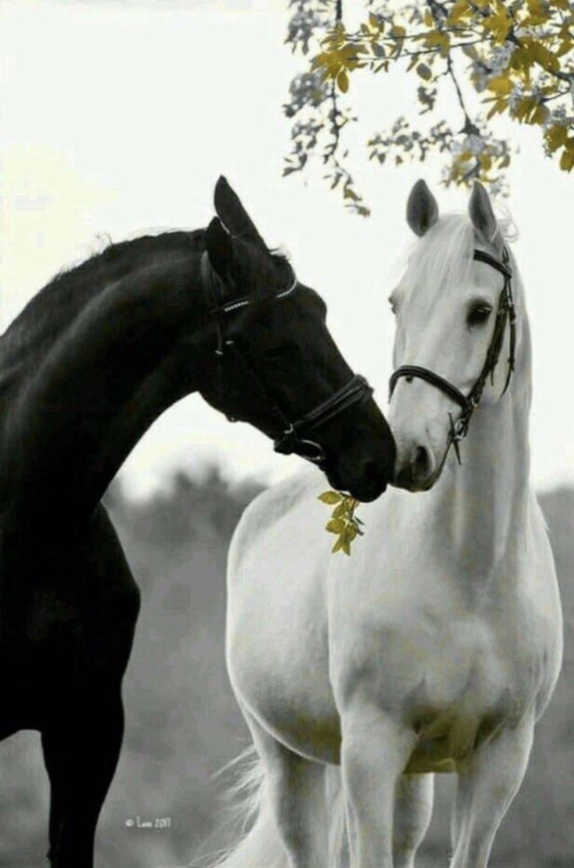 Horses Canada 