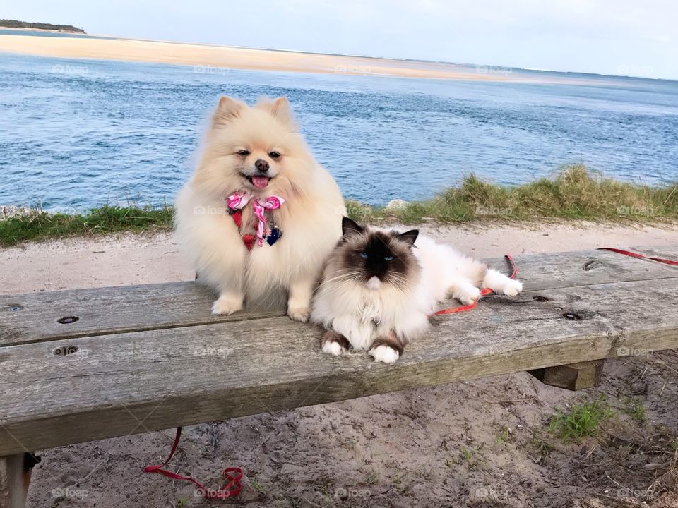 View of the Inverloch Beach Melbourne Australia with the adorable cuties cat and dog