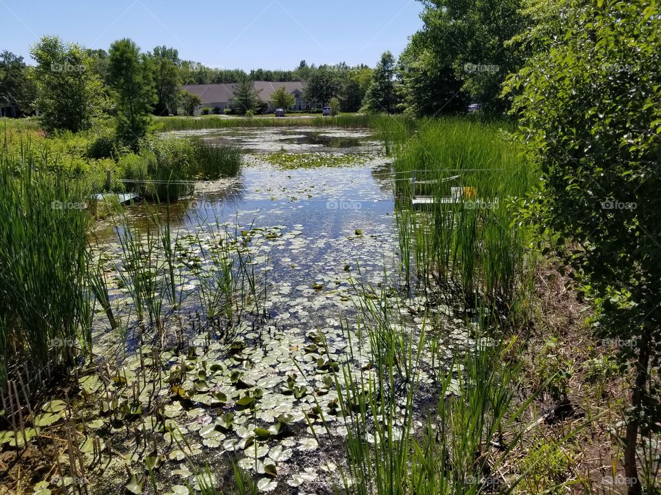 Pond