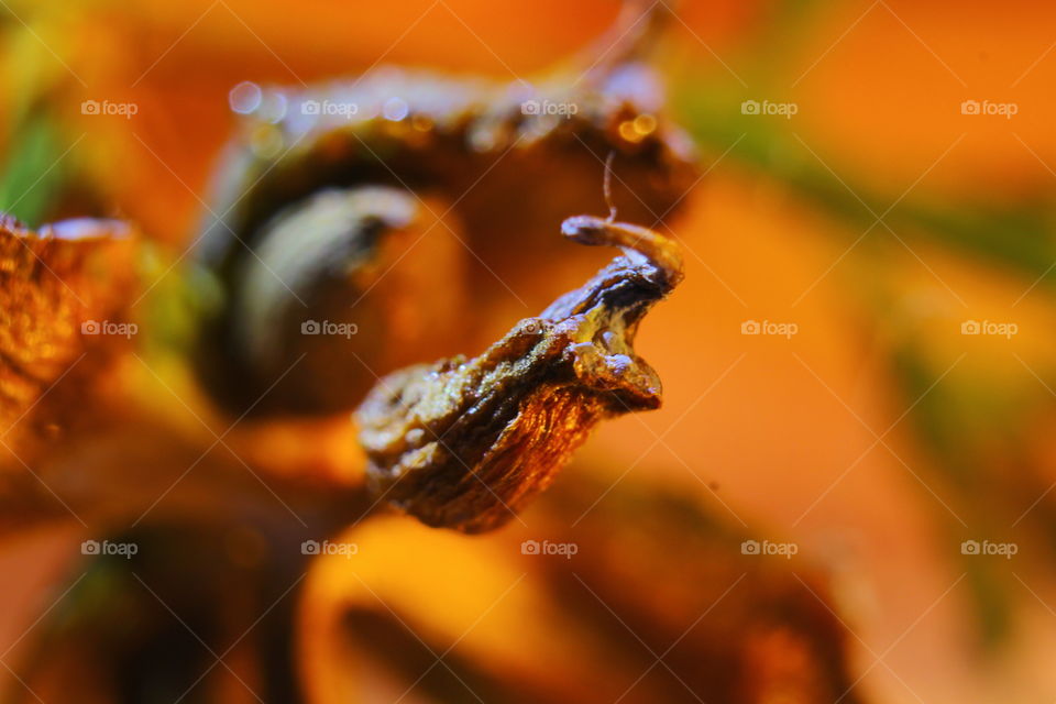 macro plant