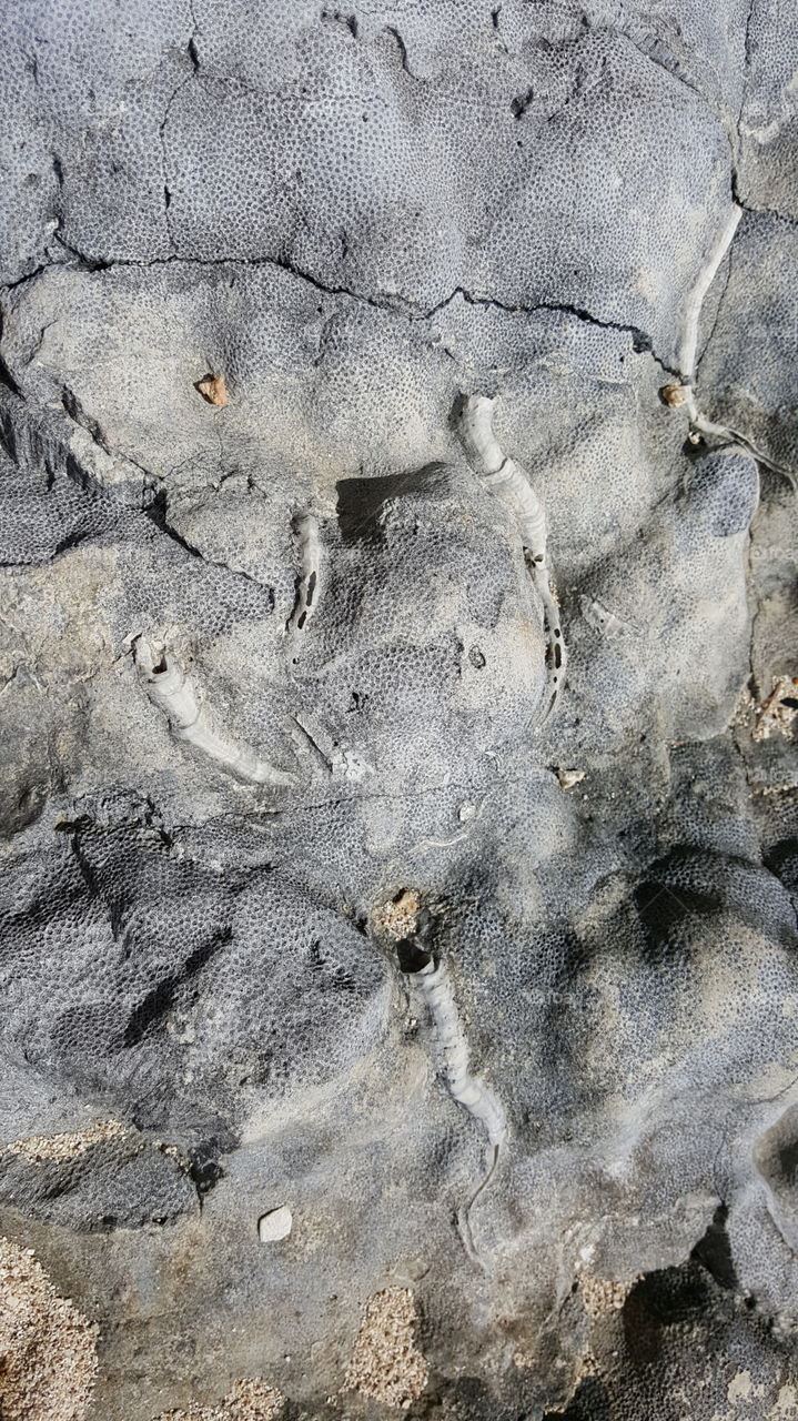 Embedded fossils
