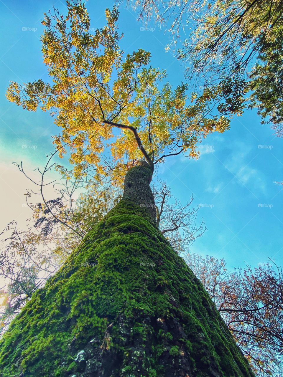 Green and blue ! Under a tree the sky looks like this🌳