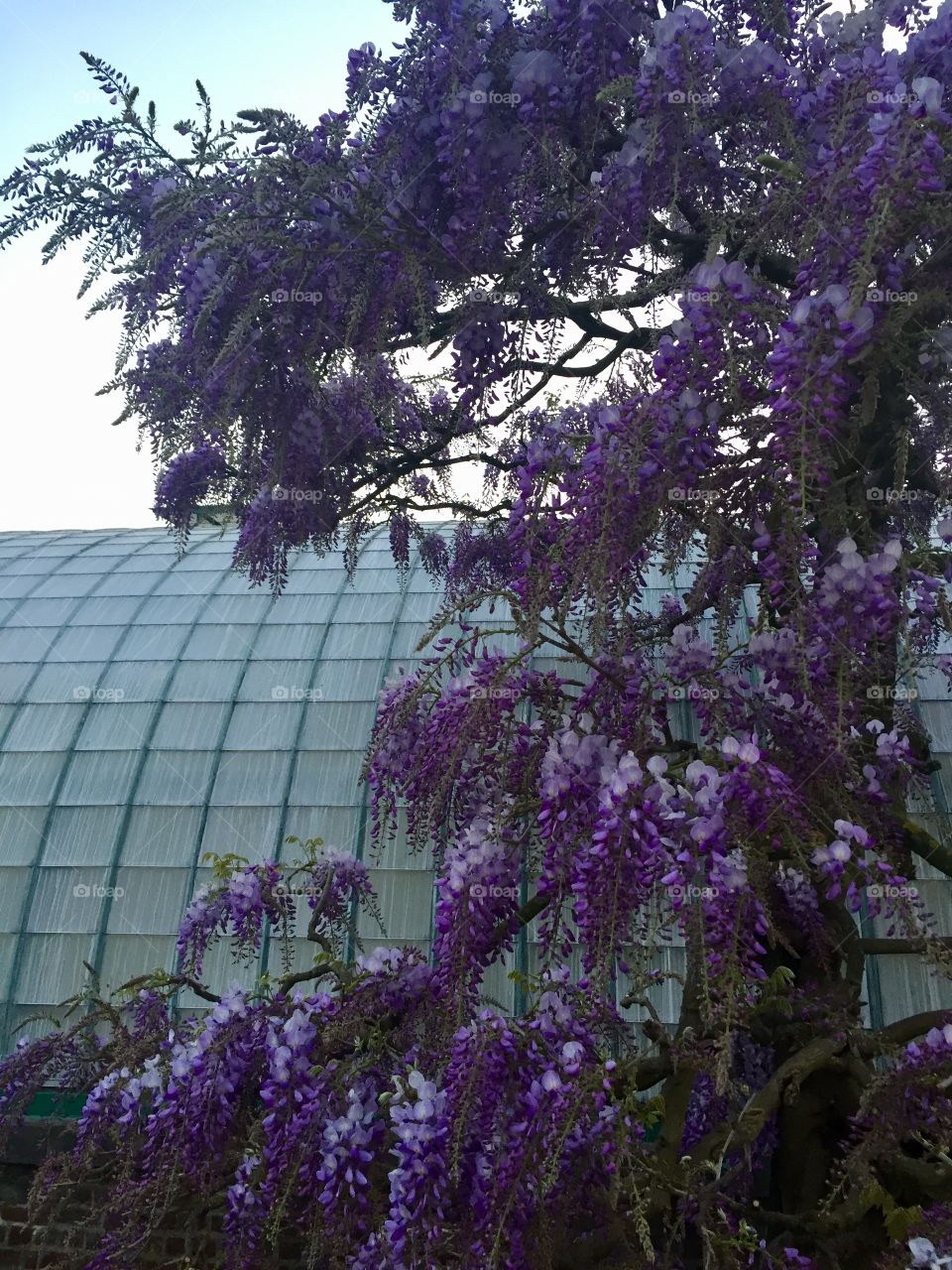 Wisteria 