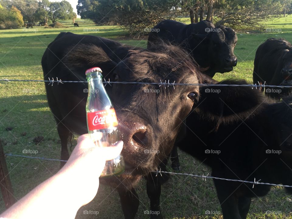 Coca-Cola photography mission 