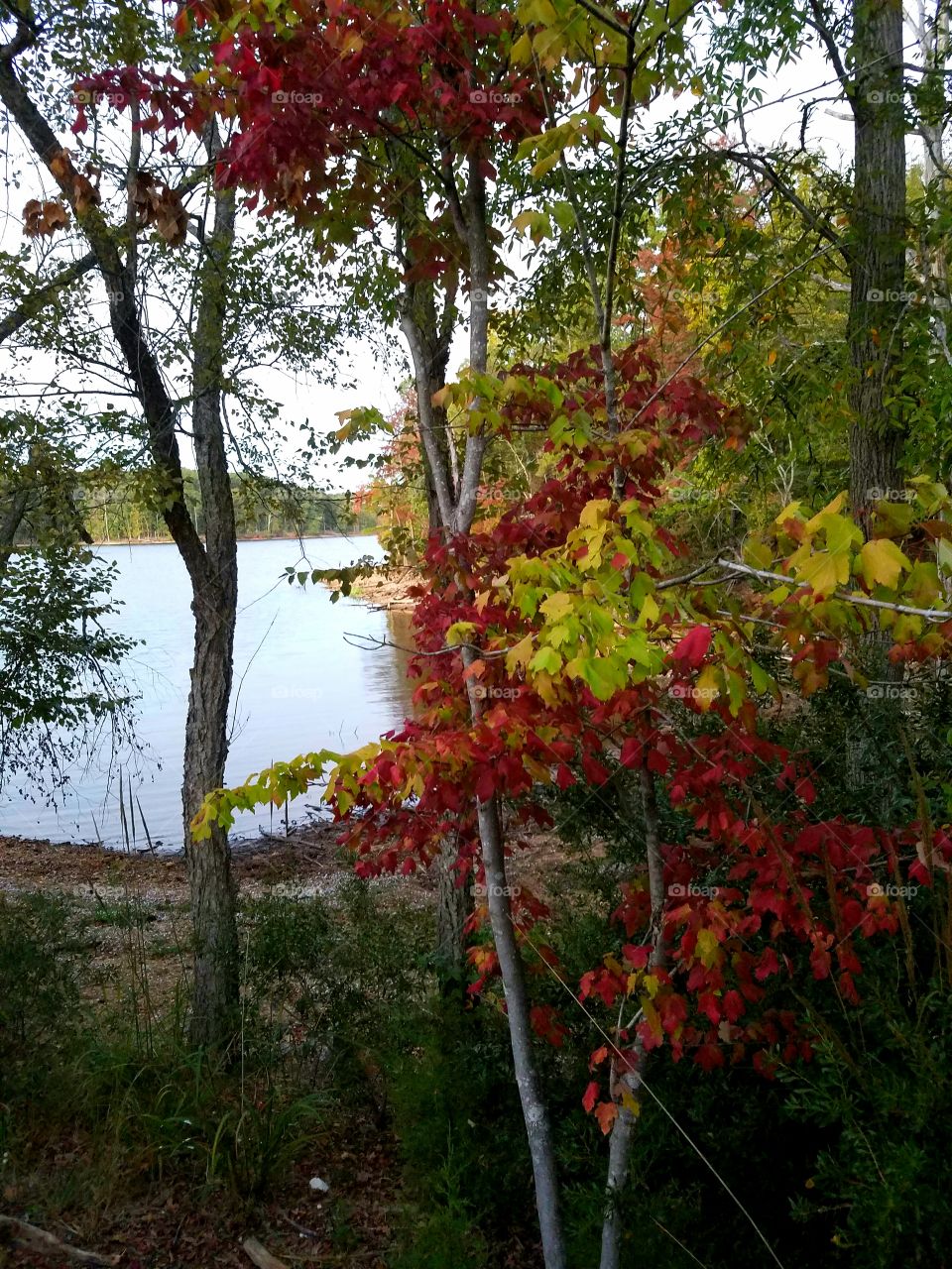 lake autumn scene