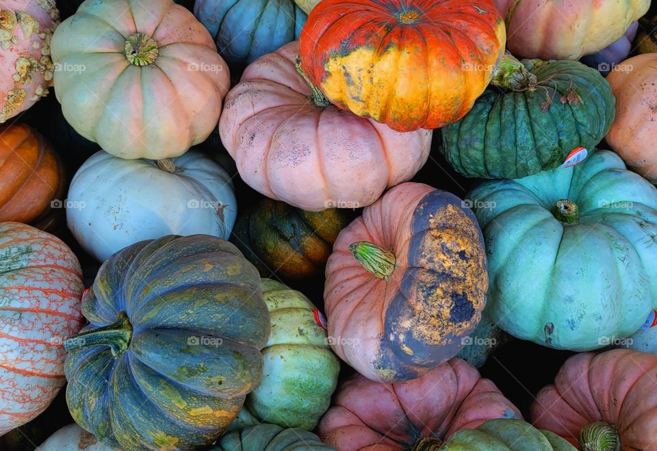 It's Pumpkin Picking Season