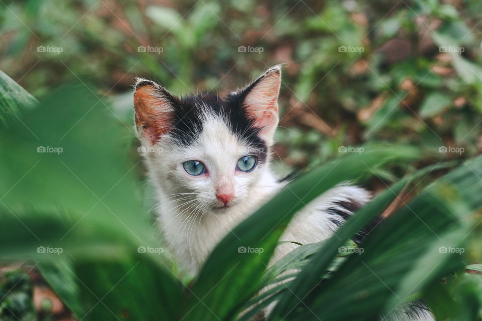 A young kitten hiding in a green leave bush staring away from camera.