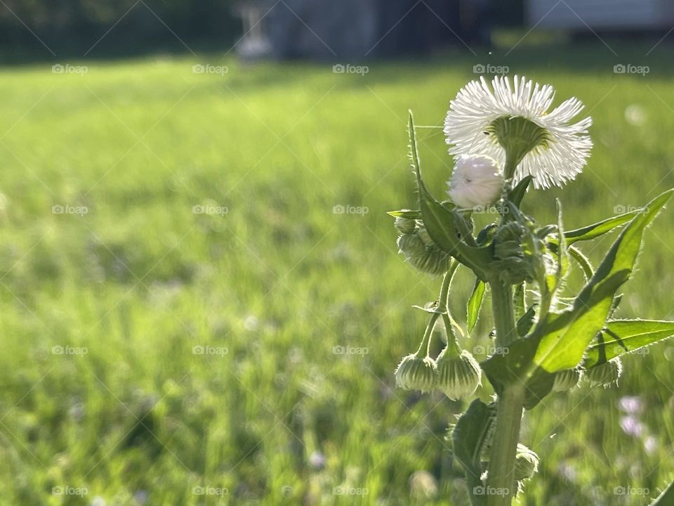 Beautiful Wildflower 