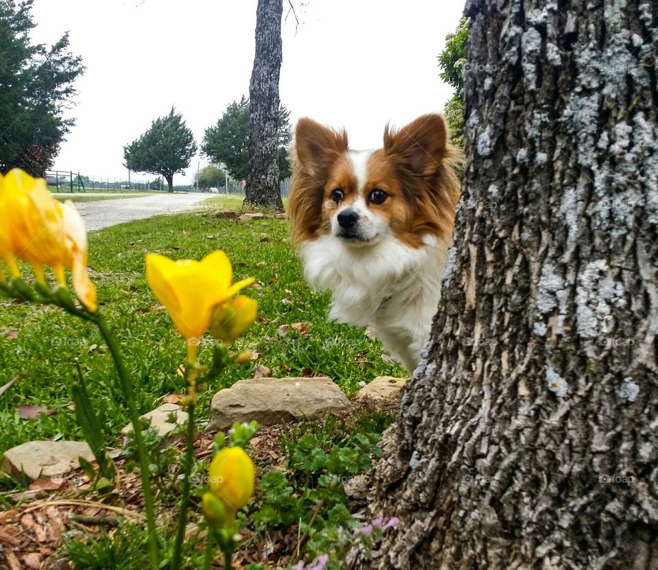 Papillion Peeking