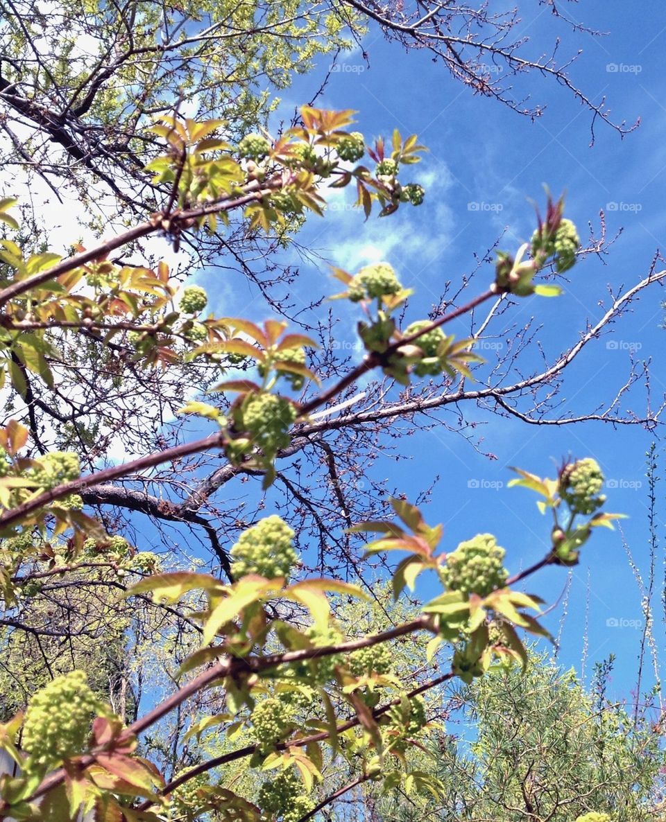 The ever changing garden