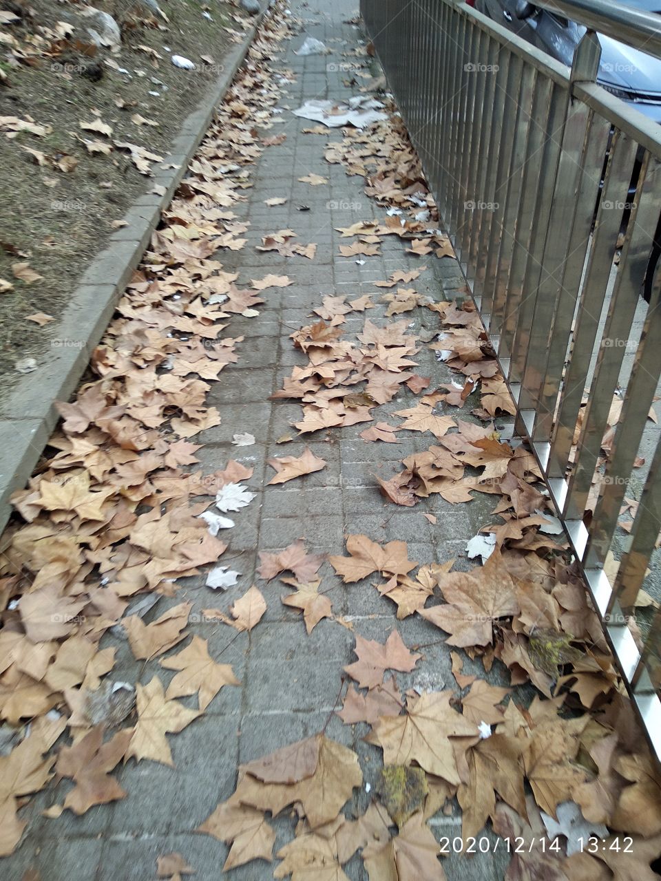 camino de hojas secas