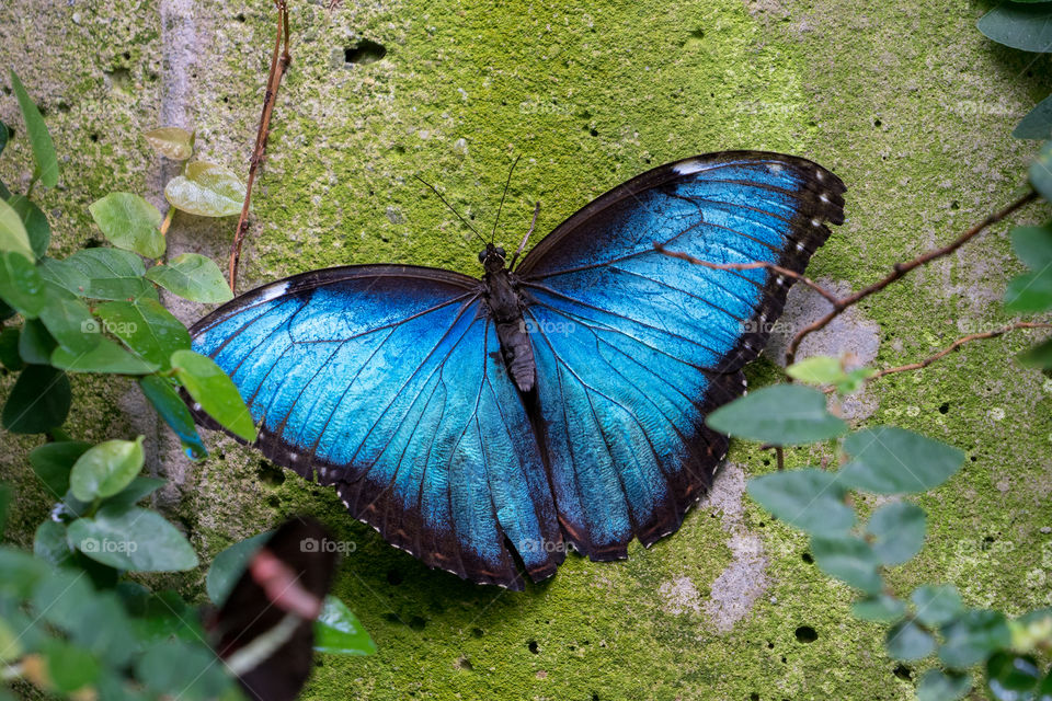 Close-up of blue butterfly