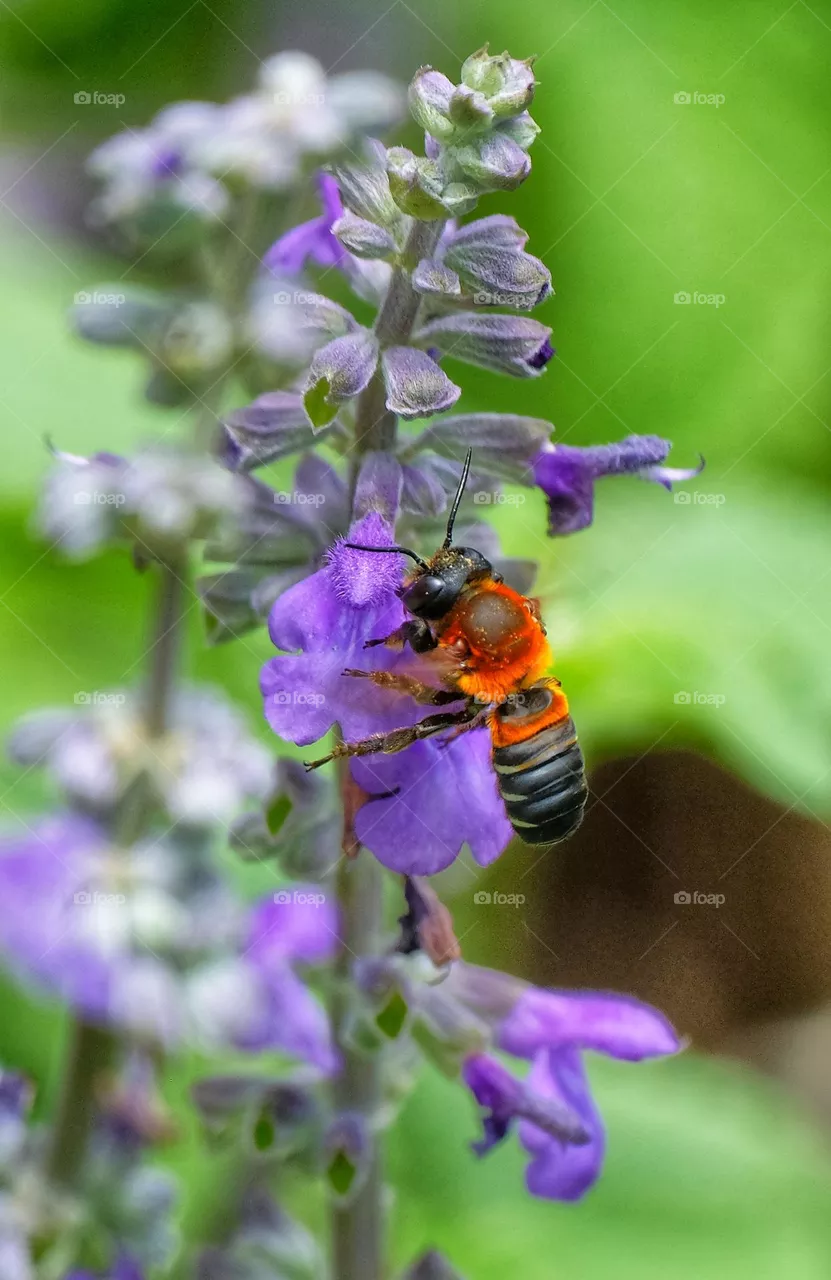 Bee