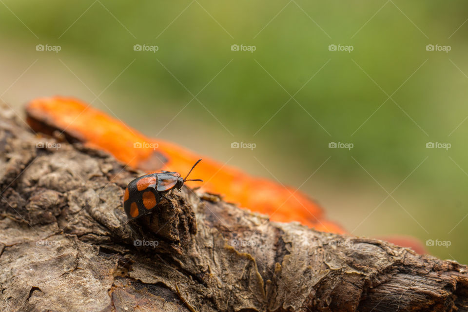 ladybug climbing log