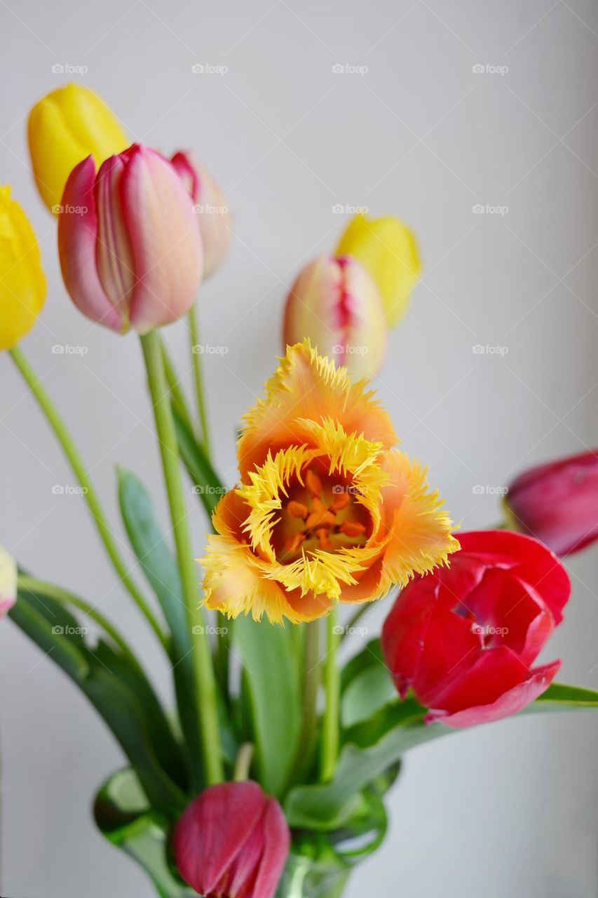 spring colour tulips flowers