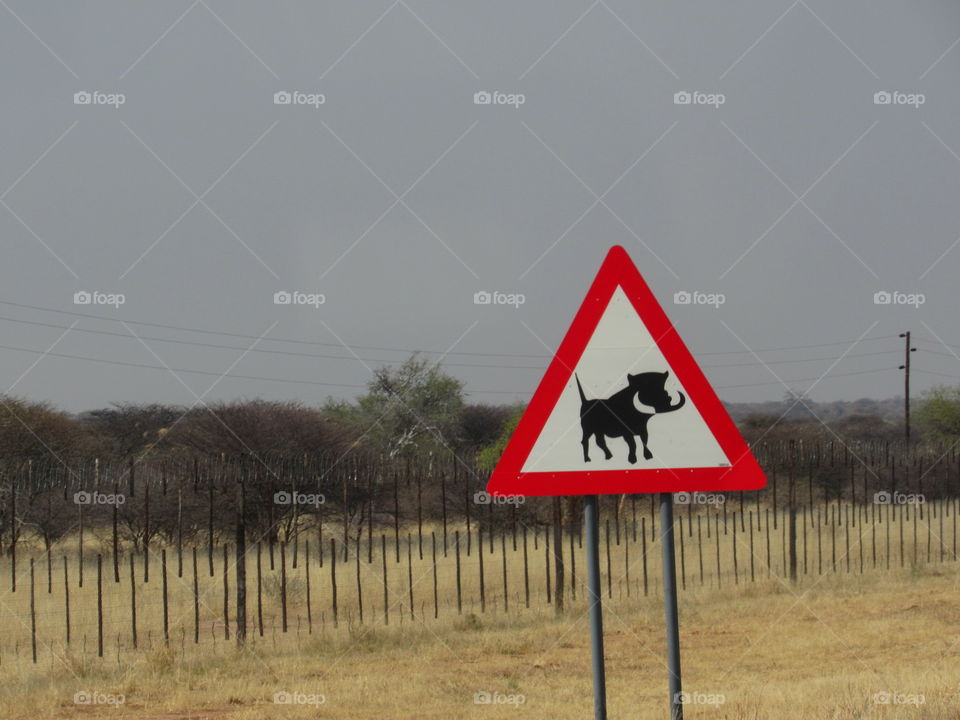 Warthog crossing