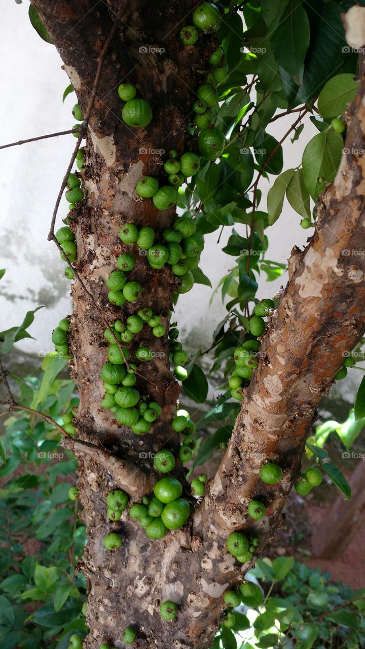 Verdes frutos nos caules de jaboticabeira.
