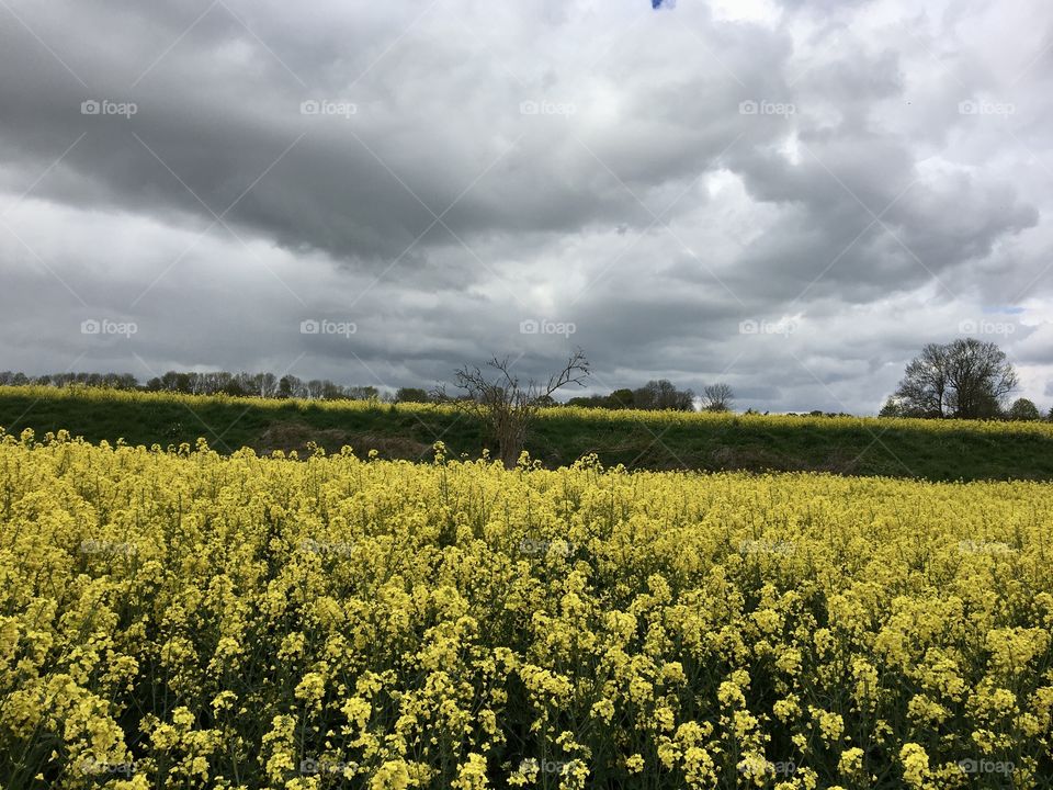 Oil Seed Rape Field against a background of heavy rain clouds 